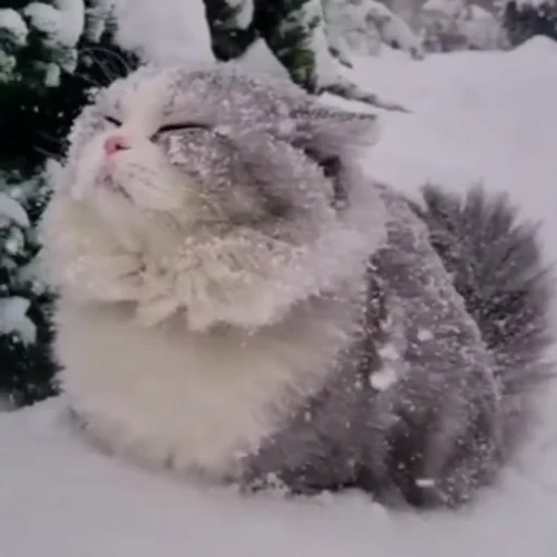 😼 Стикер «Коты мемы» для Telegram