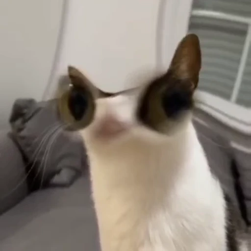 😼 Стикер «Коты мемы» для Telegram