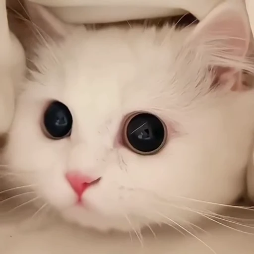 😼 Стикер «Коты мемы» для Telegram