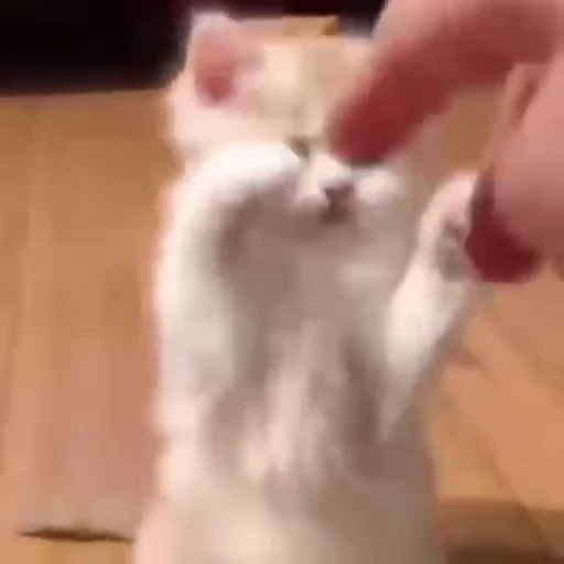 😼 Стикер «Коты мемы» для Telegram