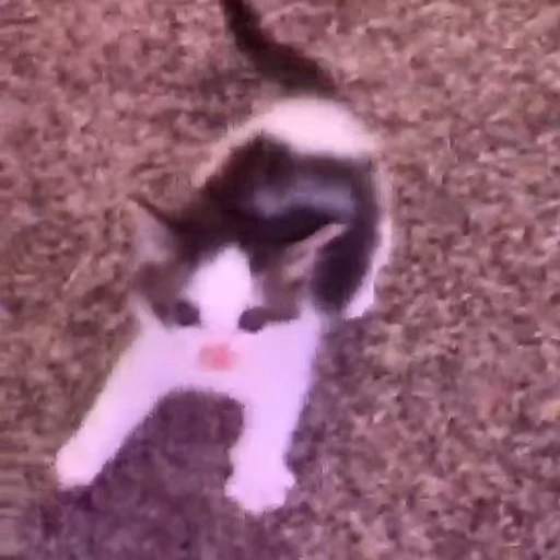 😺 Стикер «Коты мемы» для Telegram