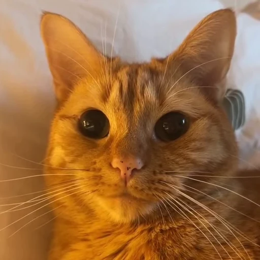 😼 Стикер «Коты мемы» для Telegram