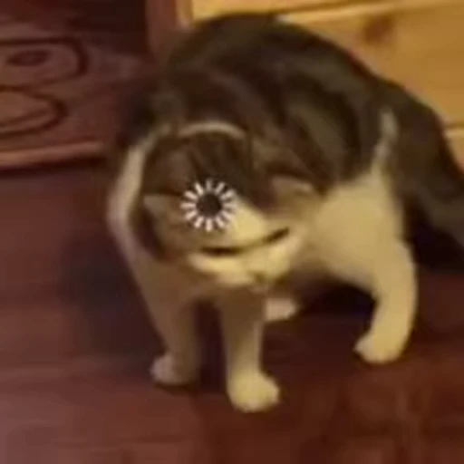 😾 Стикер «Коты мемы» для Telegram
