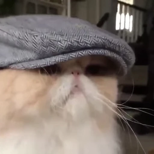 😼 Стикер «Коты мемы» для Telegram