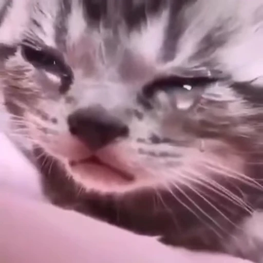 😿 Стикер «Коты мемы» для Telegram