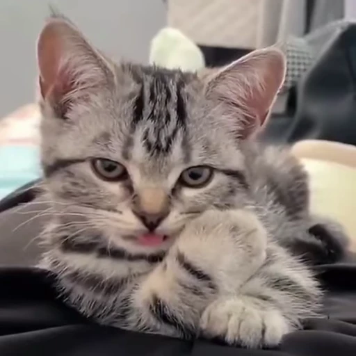 😼 Стикер «Коты мемы» для Telegram