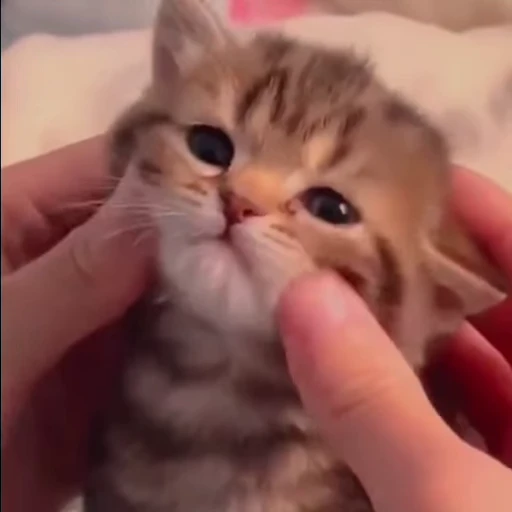 😺 Стикер «Коты мемы» для Telegram