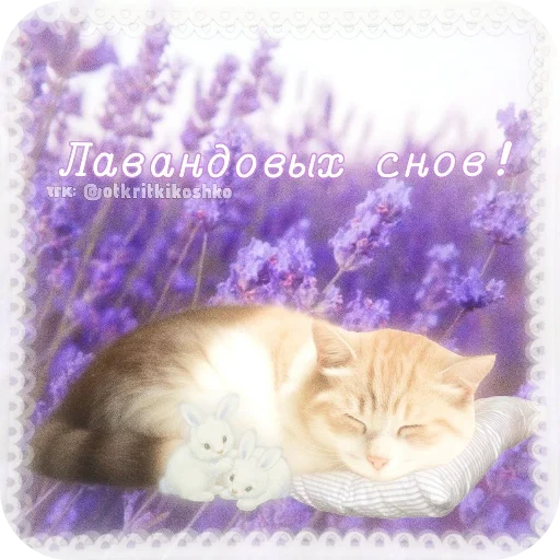 🐱 Стикер «Котячие открытки» для Telegram