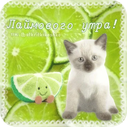 🐱 Стикер «Котячие открытки» для Telegram