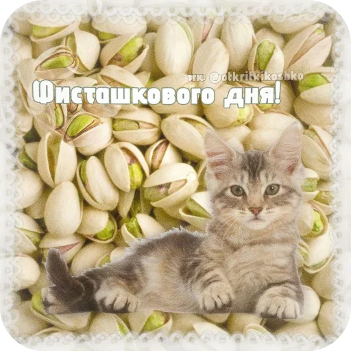 👍 Стикер «Котячие открытки» для Telegram