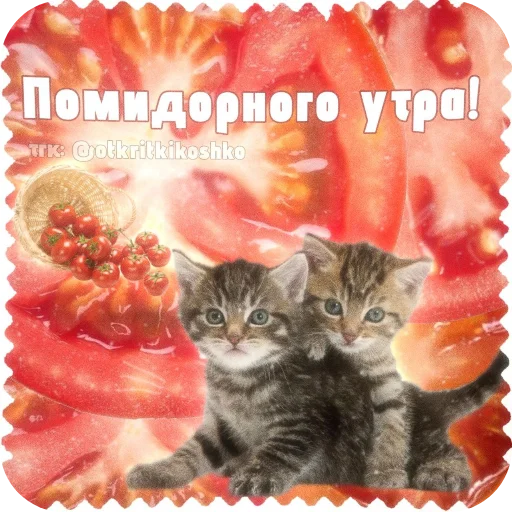 🐱 Стикер «Котячие открытки» для Telegram