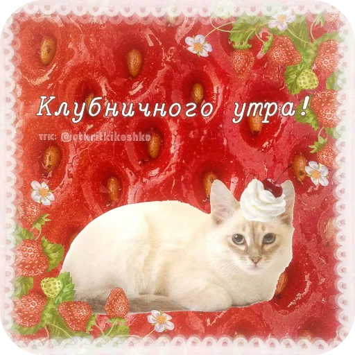 👍 Стикер «Котячие открытки» для Telegram