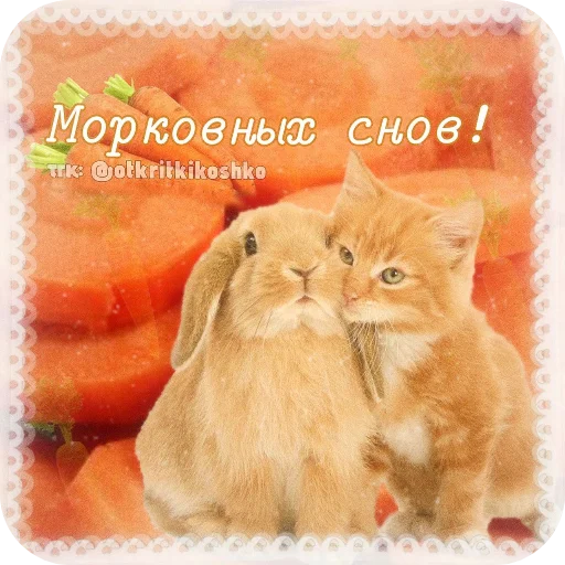 🐱 Стикер «Котячие открытки» для Telegram