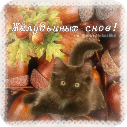 👍 Стикер «Котячие открытки» для Telegram