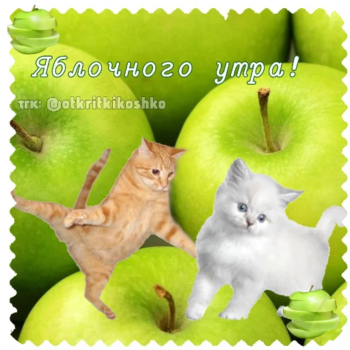 🐱 Стикер «Котячие открытки» для Telegram