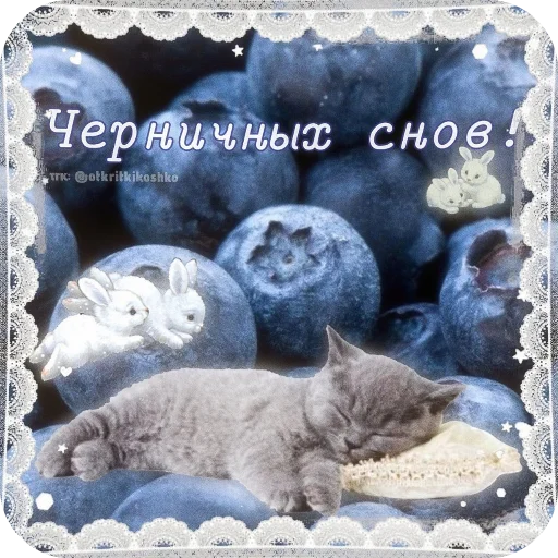 Стикерпак Котячие открытки для Telegram — скачать
