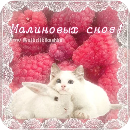 🐱 Стикер «Котячие открытки» для Telegram