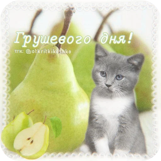 🐱 Стикер «Котячие открытки» для Telegram