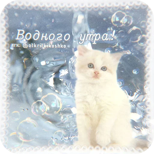 🐱 Стикер «Котячие открытки» для Telegram