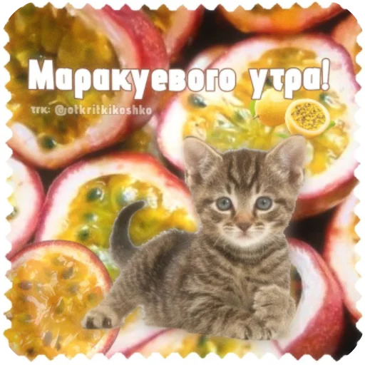 👍 Стикер «Котячие открытки» для Telegram