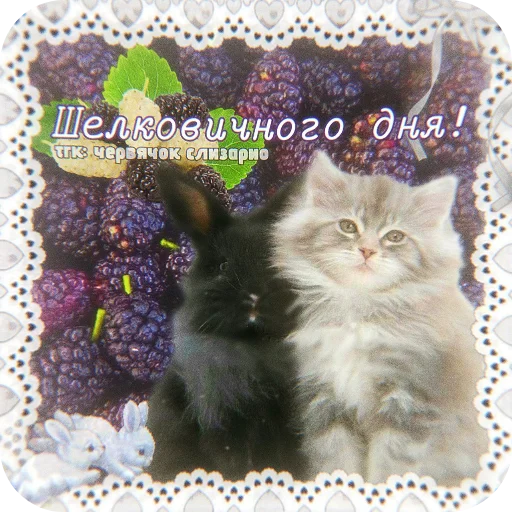 🐱 Стикер «Котячие открытки» для Telegram