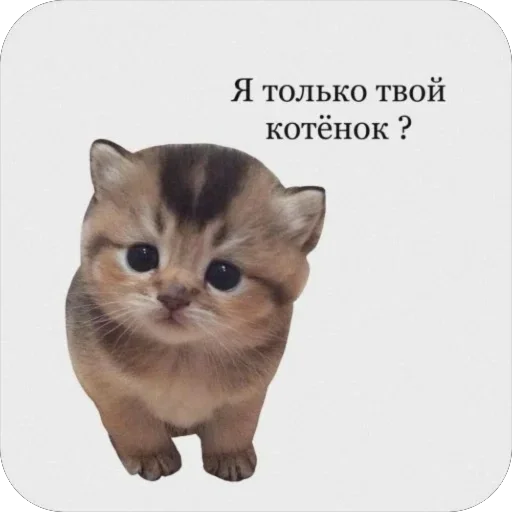 Стикерпак котячьи пикчи для Telegram — скачать