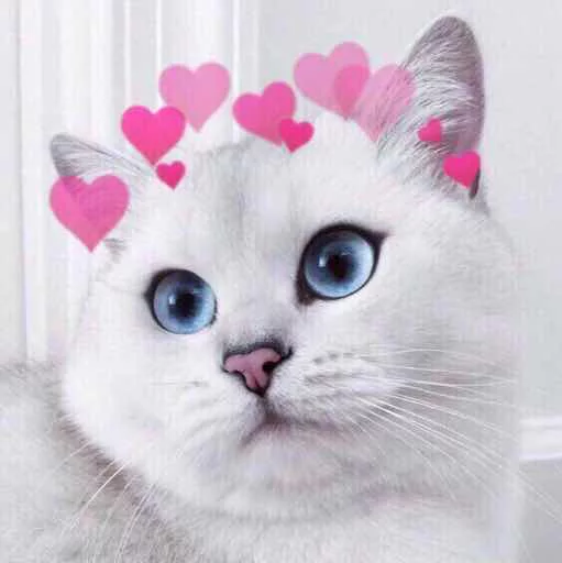 ❤️ Стикер «Kotya kot» для Telegram