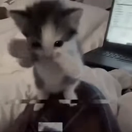 🤩 Стикер «Котята O.J.R» для Telegram