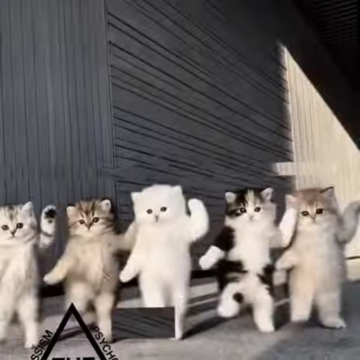 🤩 Стикер «Котята O.J.R» для Telegram