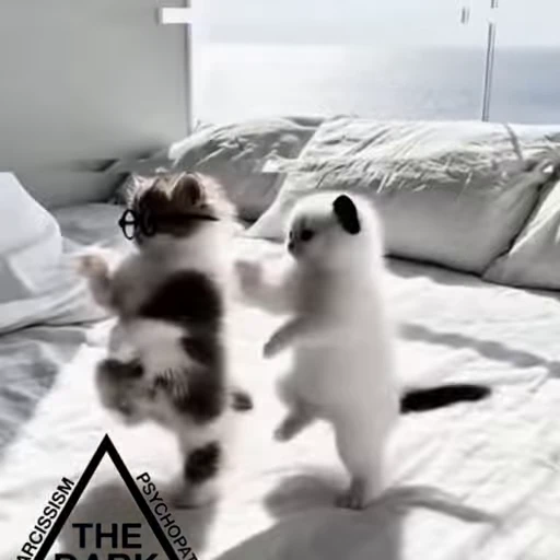 🤩 Стикер «Котята O.J.R» для Telegram