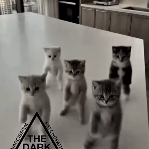 🤩 Стикер «Котята O.J.R» для Telegram