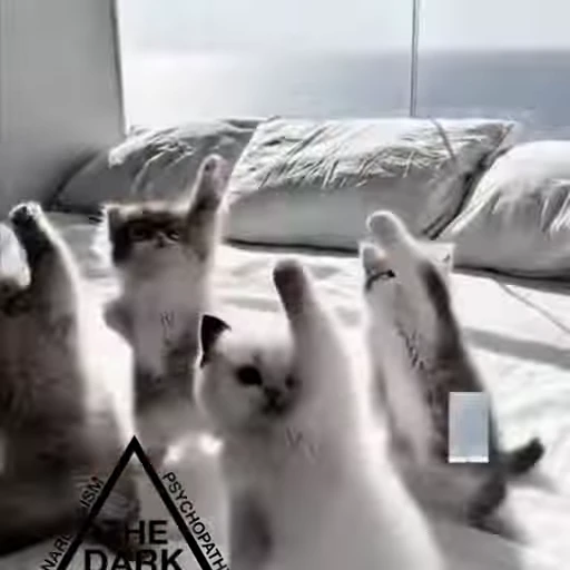 🤩 Стикер «Котята O.J.R» для Telegram