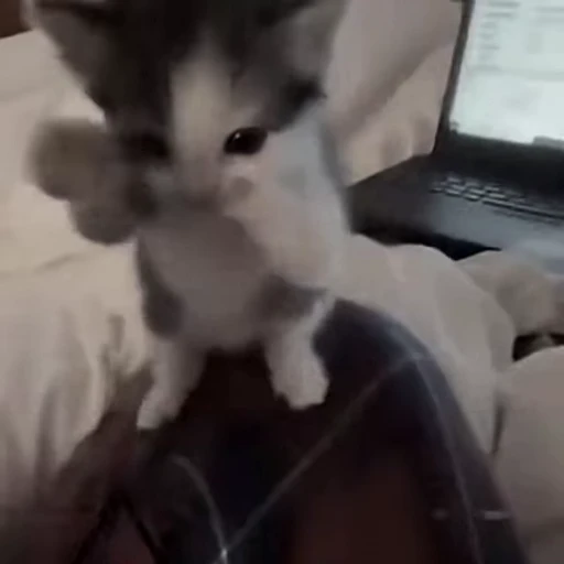 🤩 Стикер «Котята O.J.R» для Telegram