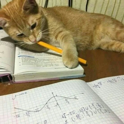 🤩 Стикер «Котяяяяя» для Telegram