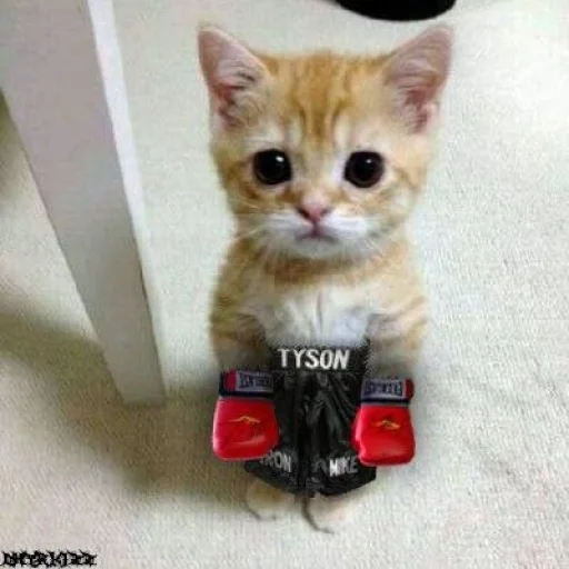 🤩 Стикер «Котяяяяя» для Telegram