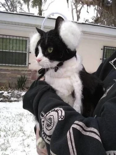 🤩 Стикер «Котяяяяя» для Telegram
