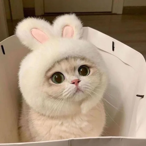 🤩 Стикер «Котяяяяя» для Telegram