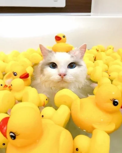 🤩 Стикер «Котяяяяя» для Telegram