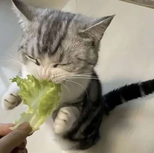 🤩 Стикер «Котяяяяя» для Telegram