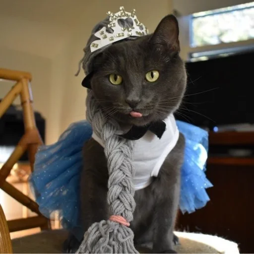 🤩 Стикер «Котяяяяя» для Telegram