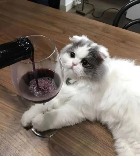 🤩 Стикер «Котяяяяя» для Telegram