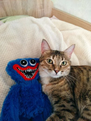 🤩 Стикер «Котяяяяя» для Telegram
