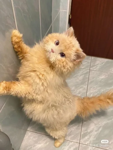 🤩 Стикер «Котяяяяя» для Telegram