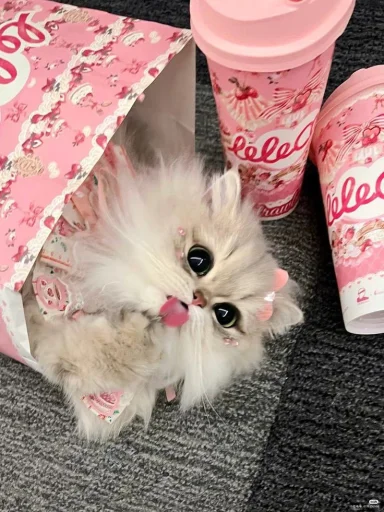 🤩 Стикер «Котяяяяя» для Telegram