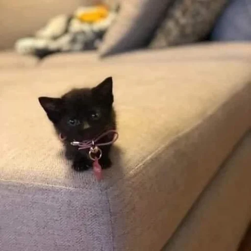🤩 Стикер «Котяяяяя» для Telegram