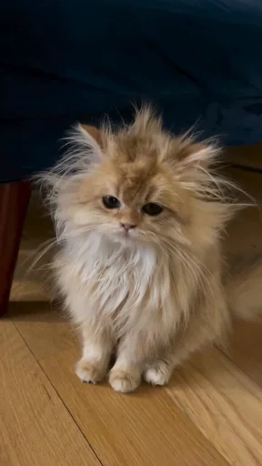 🤩 Стикер «Котяяяяя» для Telegram