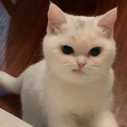 🤩 Стикер «Котяяяяя» для Telegram