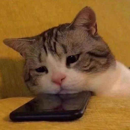 🤩 Стикер «Котяяяяя» для Telegram