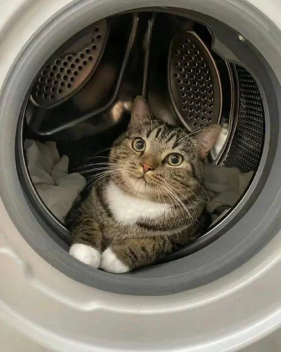 🤩 Стикер «Котяяяяя» для Telegram