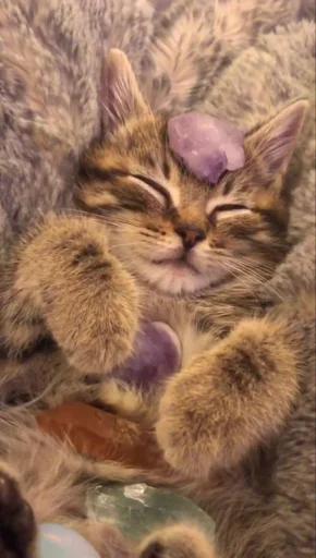 🤩 Стикер «Котяяяяя» для Telegram